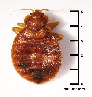 5 millimeter Bed-bug