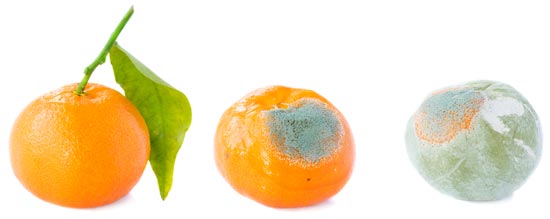 Image of mold growth progressing on an orange fruit.